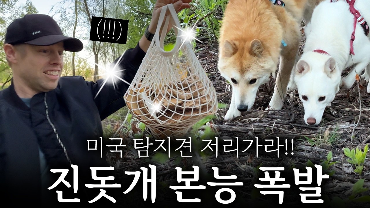 훈련받지 않은 진돗개들, 미국 숲 속에서 엄청난 것을 발견했어요!!
