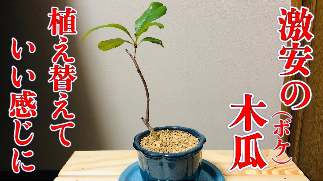 激安の木瓜 ボケ 盆栽を植え替えて良くしよう Youtube