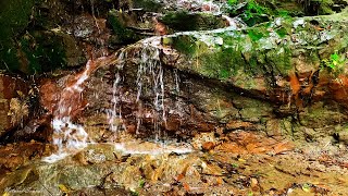 Best Babbling Brook in The Mountains, Forest Sounds, Nature Sounds, ASMR