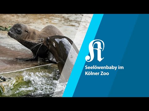 Seelöwenbaby im Kölner Zoo | KStA