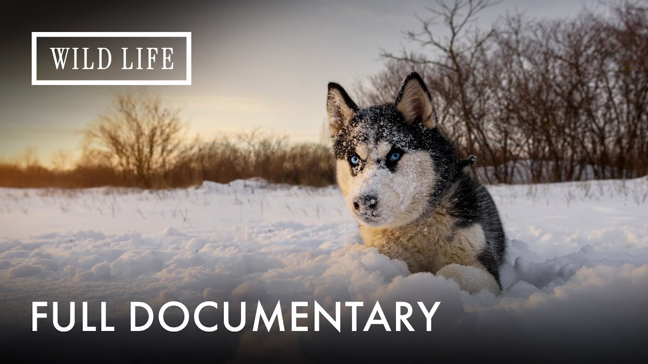 Where Humans Can’t Endure Alone: The Power of Greenland Dogs | Ice Dogs | Full Documentary