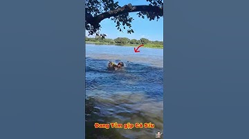 Trời ơi người phụ nữ đang tắm dưới sông thì gặp cá sấu bà con ơi #shorts