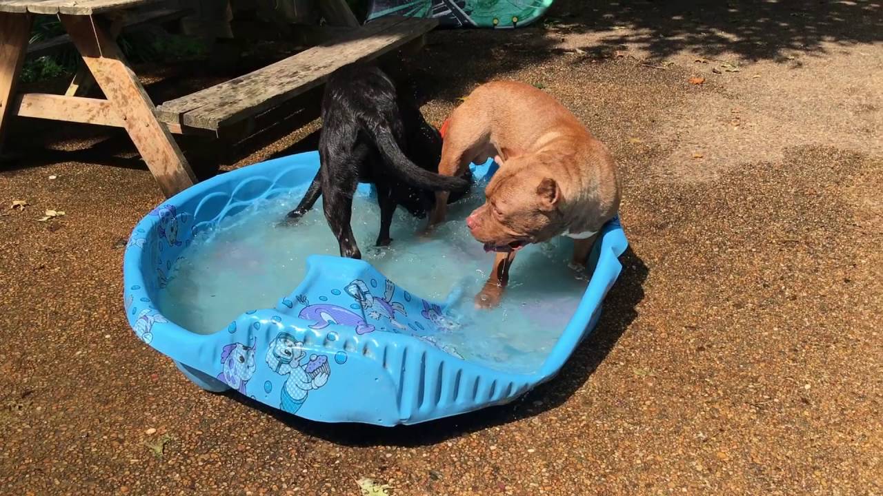 2 Yr. Black Lab (Gino) Best Dog Trainers in Richmond! Dog Training