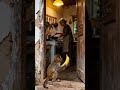 Monkeys help humans#shortsvideo #shorts