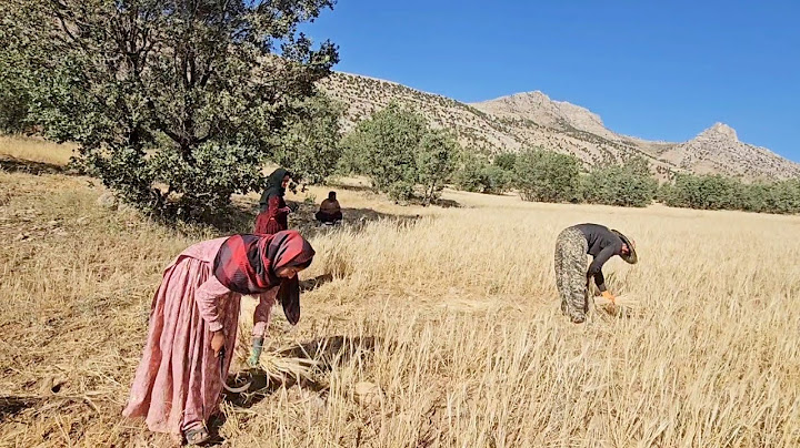 Traditional Barley Harvest in the Mountains | Real Life of a Nomadic Family
