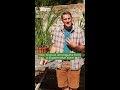 Grow Lemongrass From The Supermarket 