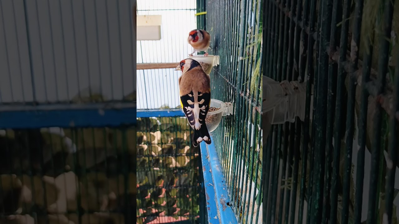 Cardo dei Lanaiolo a disposizione.. 💣💣🌿🌿