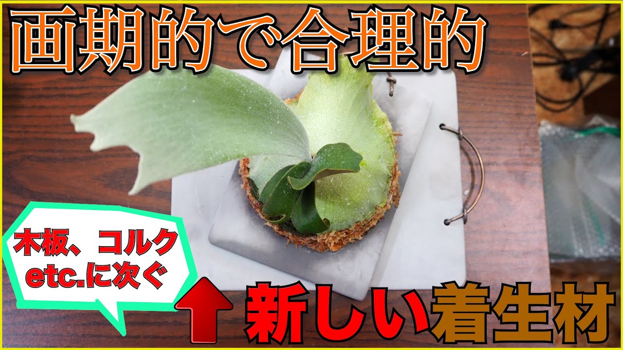 ビカクシダの着生材に革命！？面白い新素材着生板を紹介！ - YouTube