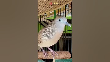 Perkutut Lokal Gacor Suara Ampuh Pancingan Bikin Semua Burung Perkutut Rajin Bunyi