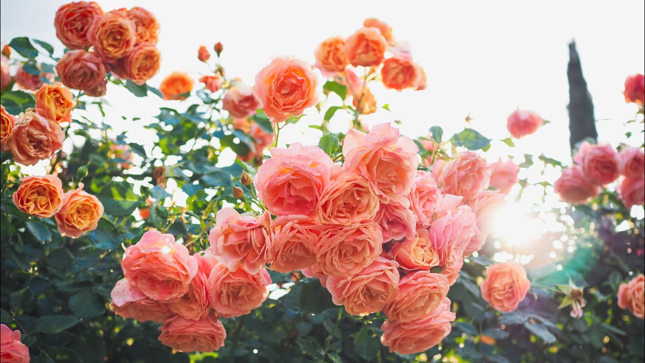 4K HDR Kordes rose Peach Melba performing well under stormy weather