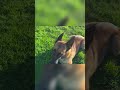 Dog's Amazing Tricks! Watch Him Perform in Grassy Field! #shorts