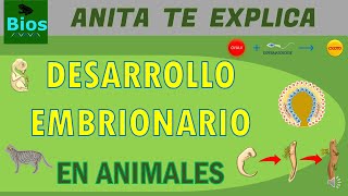 Desarrollo embrionario en animales