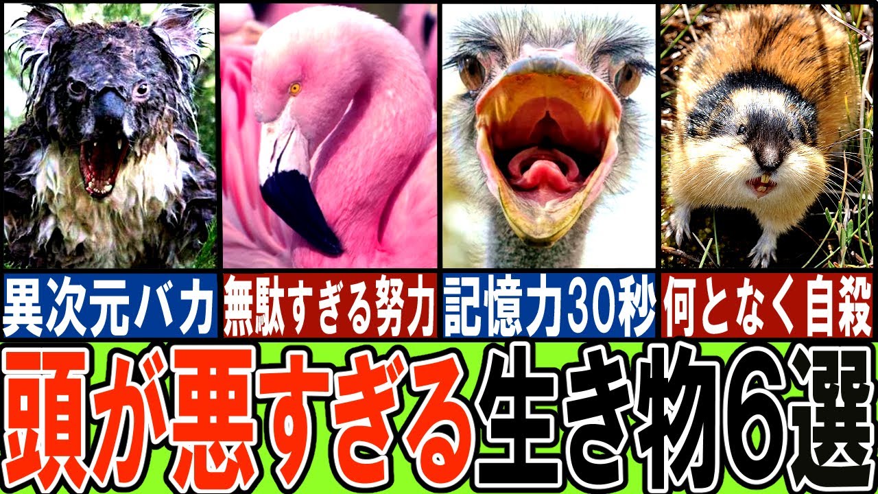 【閲覧注意】あまりに馬鹿すぎる生き物６選【ゆっくり解説】【動物おもしろ雑学】