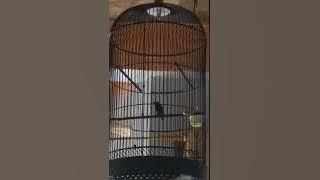 konin gacor isian jangkrik dan serindit