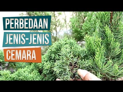 Video: Betapa Pohon Cemara, Pinus, Dan Cedar Berbeda Satu Sama Lain