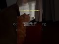 捕獲失敗。もう終わったと思った夜。そのあと。奇跡が起きた。ごめんね、しまちゃん。でも、ここからが始まり。#外猫しまちゃん#保護猫ストーリー#野良猫 #捕獲の夜#捕獲器