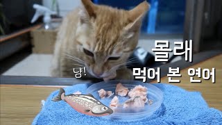 Tofu Eats Salmon Alone