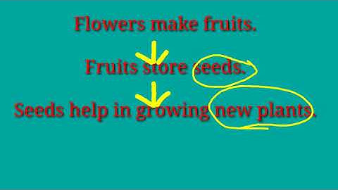 DAV Class-4 chapter -3 (Flowers and Fruits) Value based questions Part -6
