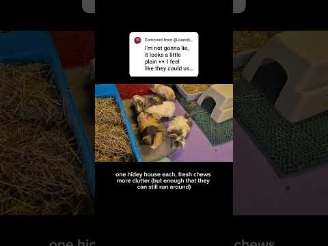 constructive criticism is always helpful!!! thank you!!! #guineapighome #guineapig #pets #petcare