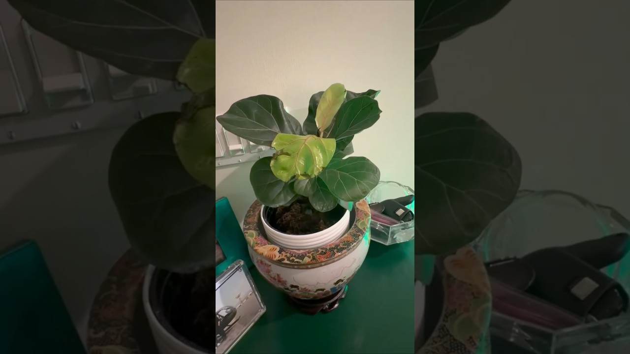 My lush little green friend is the perfect addition!