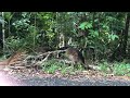 Wild Cassowary Chicks