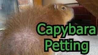 Capybara Petting! While A Parrot Screams In The Background???