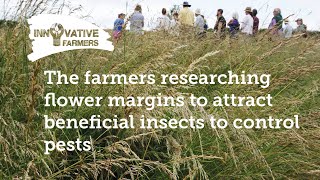 Flower Power: The farmers researching flower margins to attract beneficial insects to control pests