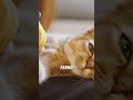I Gatti Si Affezionano Davvero? #gatto #gatti #animalifacili