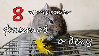 Интересные факты о дегу