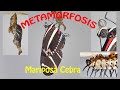 Metamorfosis de la Mariposa Cebra 4K