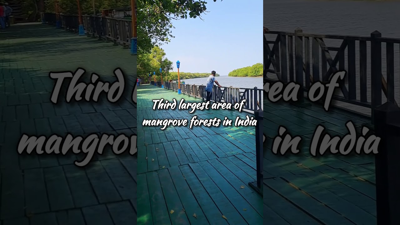 third largest mangrove forest in India | 