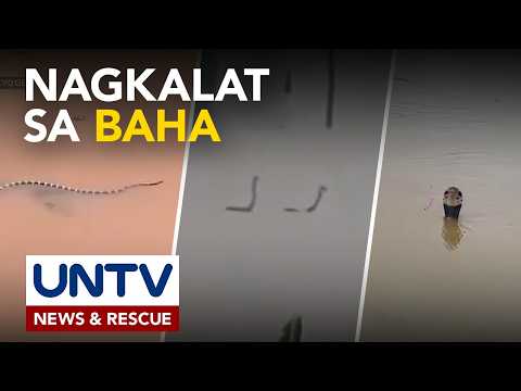 Venomous snakes, nagkalat sa baha sa China; ibayong pag-iingat, ibinabala