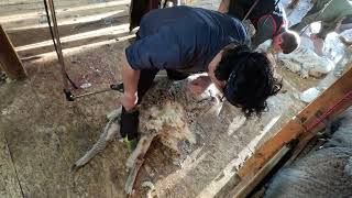 Shearing Run In Montana Winter 2026