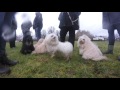 Hundetreffen 2