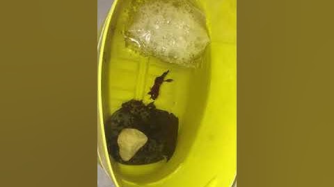 Cách nuôi cá betta bột và tạo ra trùng cỏ từ dưa leo