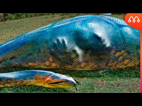 Vídeo: Como a anaconda come humanos?