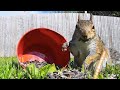 Fantastic Squirrels and Where Cats Find Them - Relaxing Videos For Pets