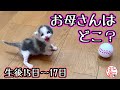 【子猫　保護猫】生後3日の子猫を保護　ママはどこなの？　あるみちゃん　15日~17日目