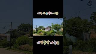 서울근교 강아지동반 놀거리 &#39;파주 프로방스 마을&#39; #프로방스 #파주 #애견동반 #애견동반가능 #강아지 #강아지브이로그 #여행 #애견동반여행