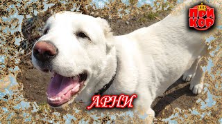 видео: Первый год жизни нашего собакена :) картинка: Первый год жизни нашего собакена :)
