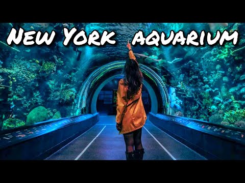 Video: Acquario di New York a Coney Island