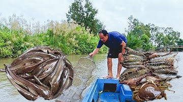 Đổ Lú Dưới Sông Chạy Cá Ngát Quá Nhiều 