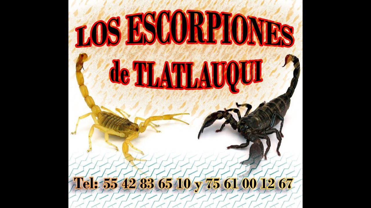 No Somos Nada Los Escorpiones De Tlatlauqui YouTube no-somos-nada-los-escorpiones-de-tlatlauqui-youtube