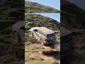 महिंद्रा थार ने फॉर्च्यूनर 😡 की बेइज्जती करावा दि 🤣🤣 #thar #Fortuner #youtubeshorts #shortsfeed