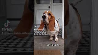 basset hound joy at sister coming home from university