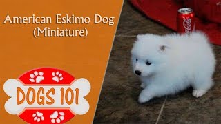 Dogs 101  MINI AMERICAN ESKIMO  Top Dog Facts About the MINIATURE AMERICAN ESKIMO