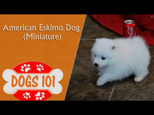 Dogs 101 Mini American Eskimo Top