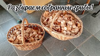 Разбираем собранные грибы и общаемся с чатом22.09.2025