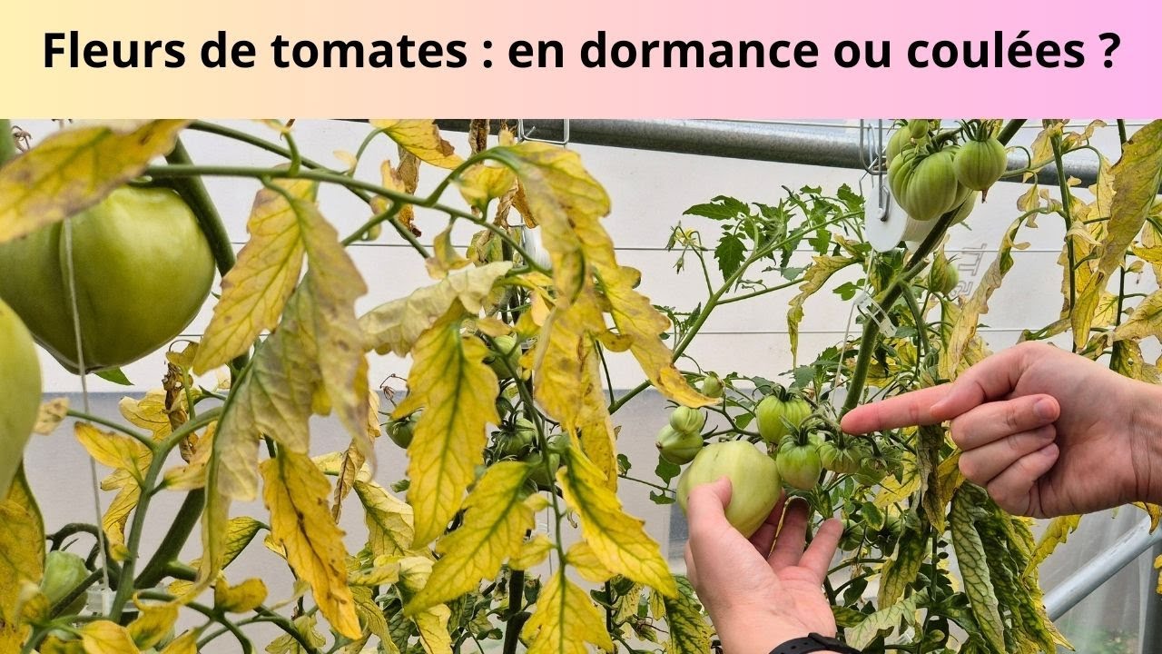 Fleurs de tomates : en dormance ou coulées ?