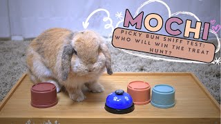 Bunny Sniff Test: Will She Succeed?